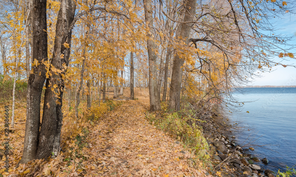 A path covered with fallen yellow leaves winds between the trees along the lake shore on a fall day at Father Hennepin State Park in northern Minnesota