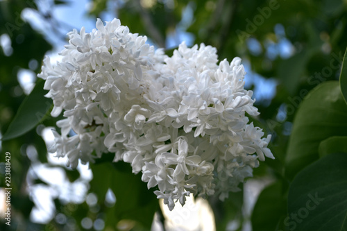 Blooming white Lilac in the garden 