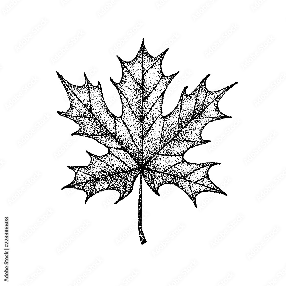 Fototapeta premium Dotwork Maple Leaf