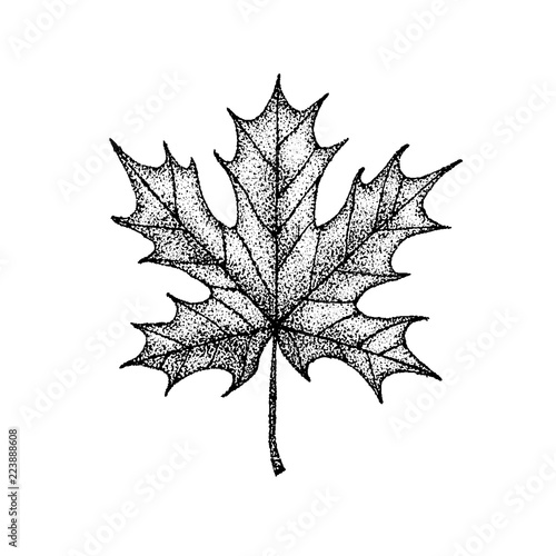 Dotwork Maple Leaf