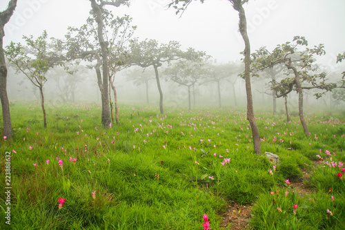 Pink Flower Field, siam tulip at Chaiyaphum, Thailand.