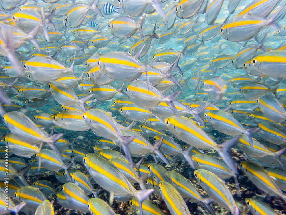 Φωτογραφία Underwater photos group of Goldband Fusilier or Pterocaesio Chrysozona is a sea