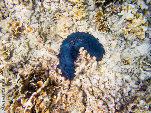 Underwater photos of Sea Cucumber or Holothuroidea is a marine animals with a black and leathery skin and an elongated body containing a single at Ko Tao island in Thailand