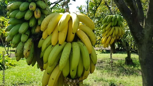 Banana Tropical Mountain