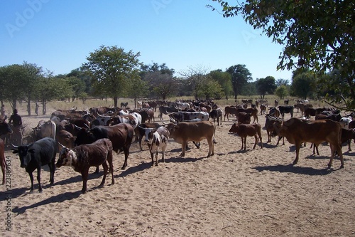 Wallpaper Mural Kaoko 1 Torontodigital.ca