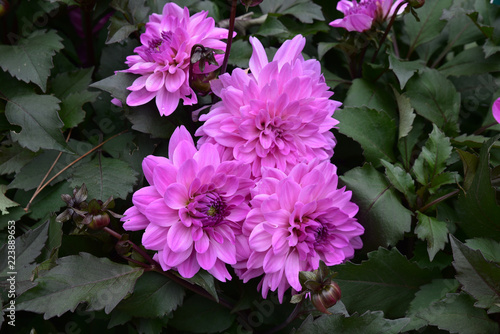 Fototapeta Naklejka Na Ścianę i Meble -  Dahlia violet