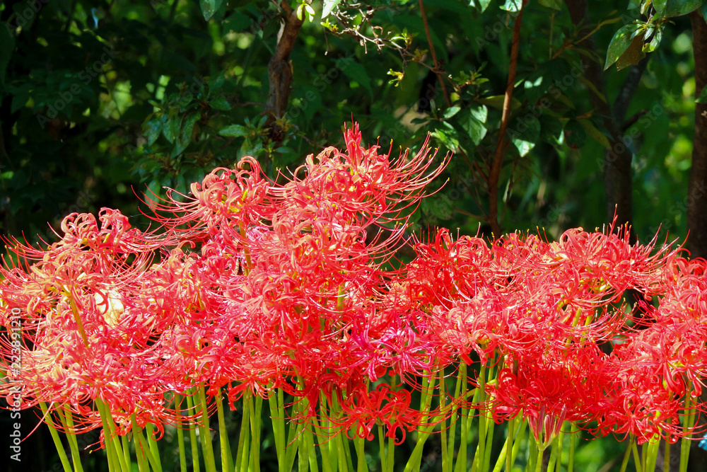 japanese red spider lily or lycoris radiata flower in the park. japanese red spider lily or lycoris radiata flower in the park.
