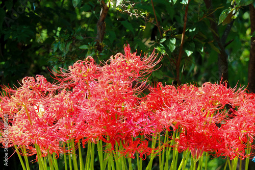 Photography japanese red spider lily or lycoris radiata flower in the park.