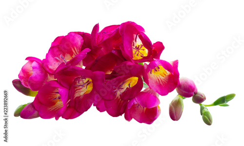 Freeseia fresh dark pink flowers isolated on white background