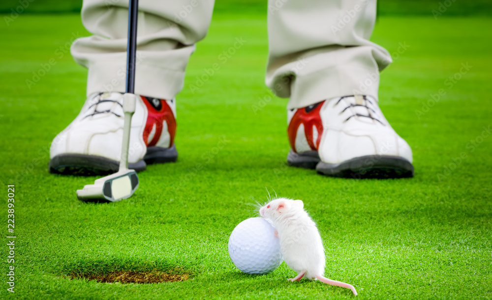 Obraz premium golf ball from the hole from which lurks a little white mouse, background golfer with golf club