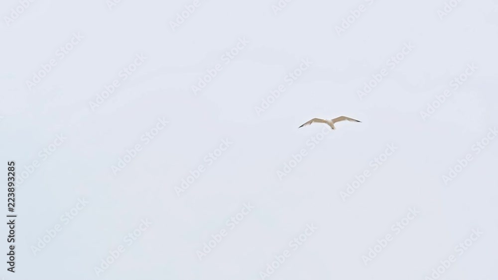 Sea gulls flying in the blue cloudy sky Sea gulls flying in the blue cloudy sky