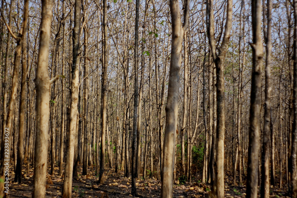 Obraz premium forest in autumn
