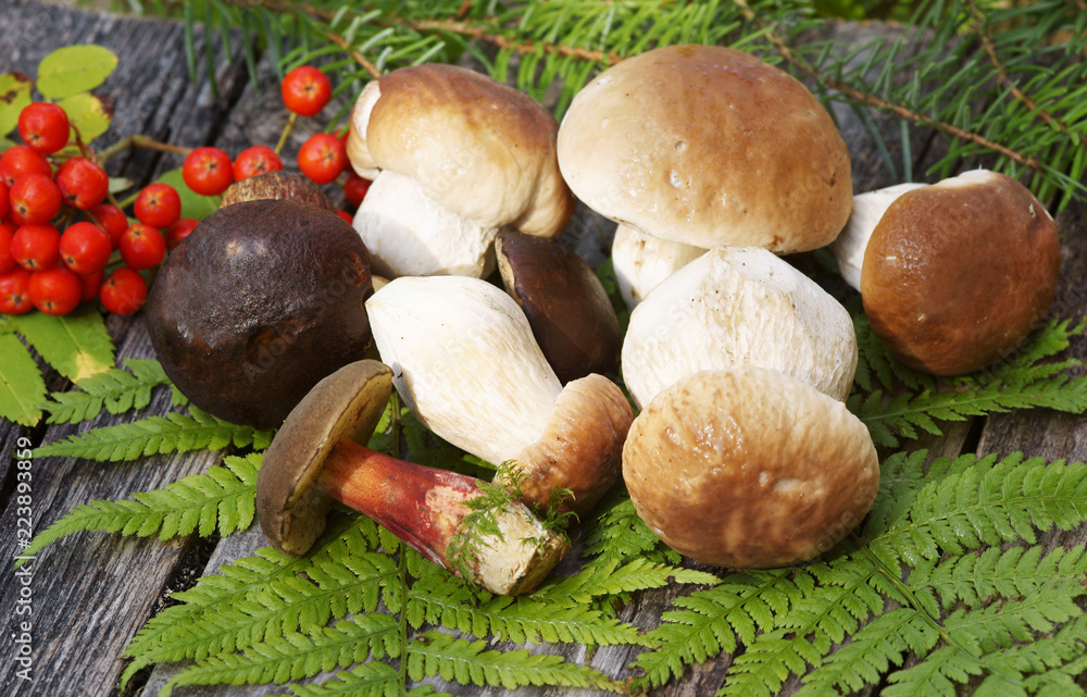 Mushrooms, Pilze, Steinpilze, Textraum, copy space Mushrooms, Pilze, Steinpilze, Textraum, copy space