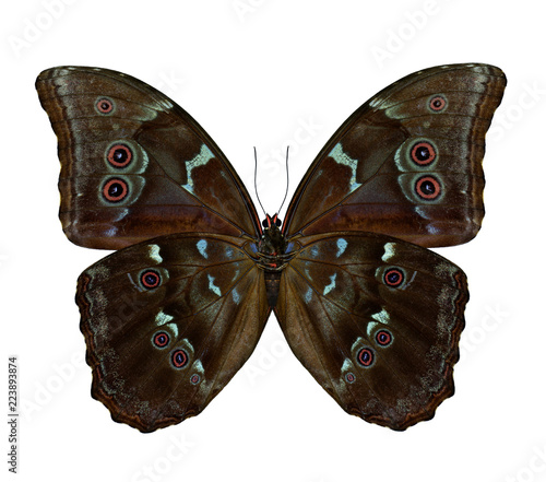 Sunset or Blue Morpho butterfly (disambiguation) lower part with brown shade gain and red dots in oval circle entile wings isolated on white background photo