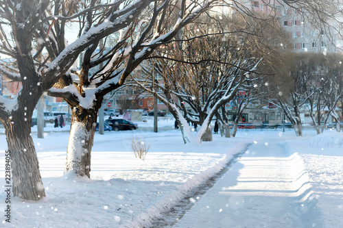 Photography street tree wood pedestrian winter