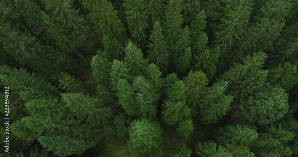 4k aerial footage of pine forest - birds eye view of green  spruce trees in late summer - environmental consciousness