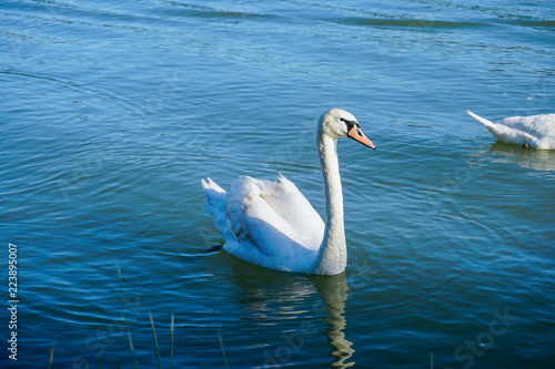 Photography Swan swimming on Danube river in Austria