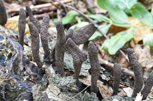 Dead Man’s Fingers Xylaria polymorphism is a saprobic fungus commonly found in woodland areas growing in stumps and from the bases of rotting trees and decaying wood photo