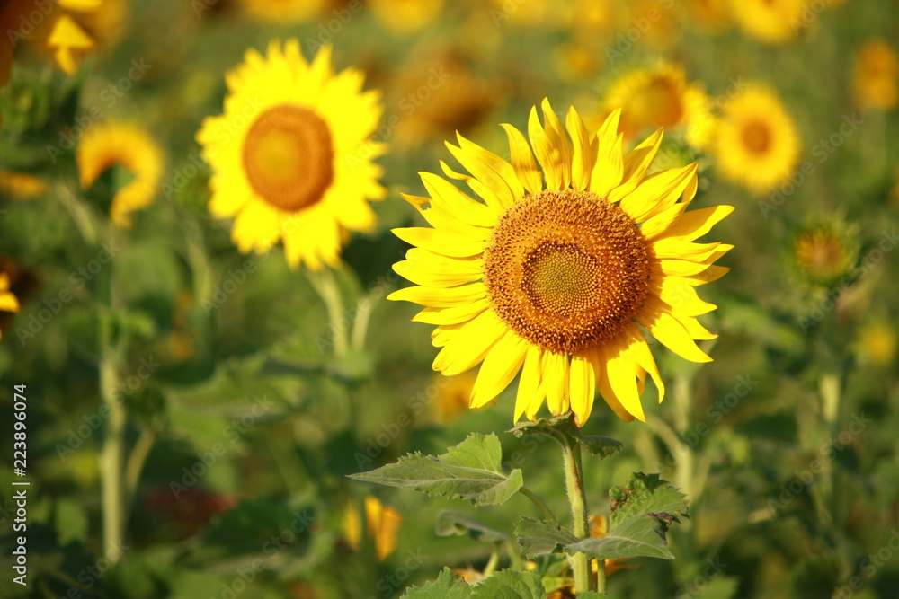 Sunflower garden in Lopburi Thailand. Sunflower garden in Lopburi Thailand.