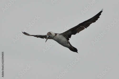 Fou de Bassan (Morus bassanus) photo