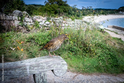 Song thrush bird perched sitting on bench on a summer's day  photo