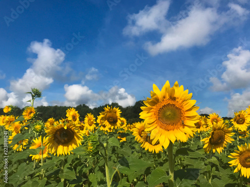 sunflowers in a field with a blue sky and clouds above