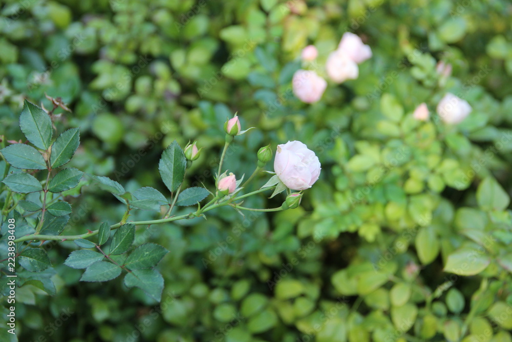 rose, plant, flowers