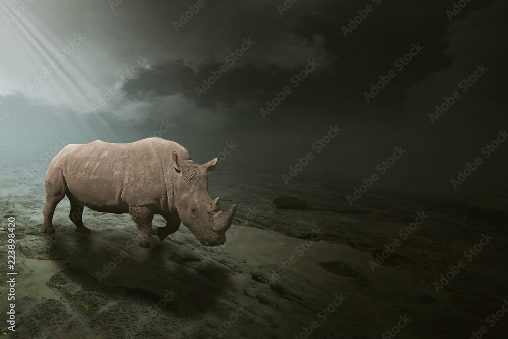 Fototapeta premium Biały nosorożec pasący się na otwartym polu