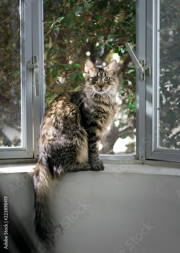 gato domestico de las escaleras 2
