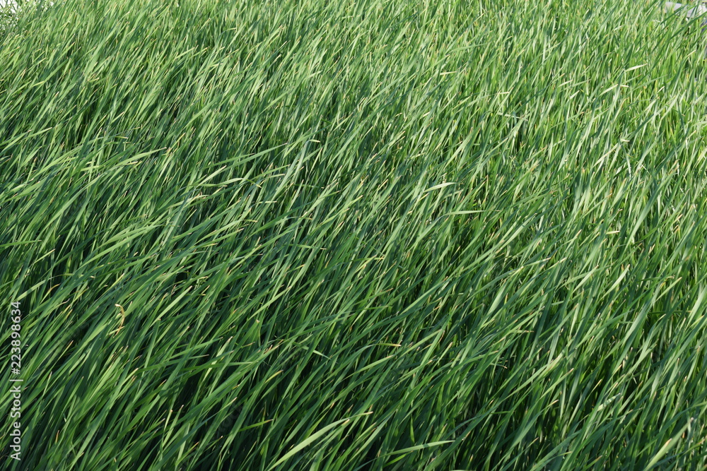 Iris grass Iris grass