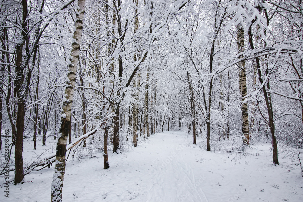 winter forest covered snow winter forest covered snow