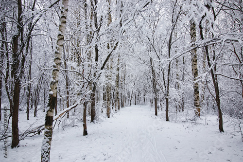 winter forest covered snow © alexkich