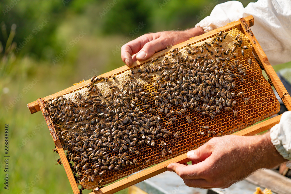 man's hands hold a wooden frame with honeycombs and bees in the garden in the summer. Close-up man's hands hold a wooden frame with honeycombs and bees in the garden in the summer. Close-up