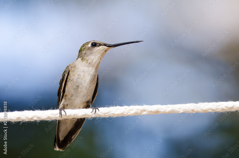 Obraz premium Black-Chinned Hummingbird Perched on a Piece of White Clothesline