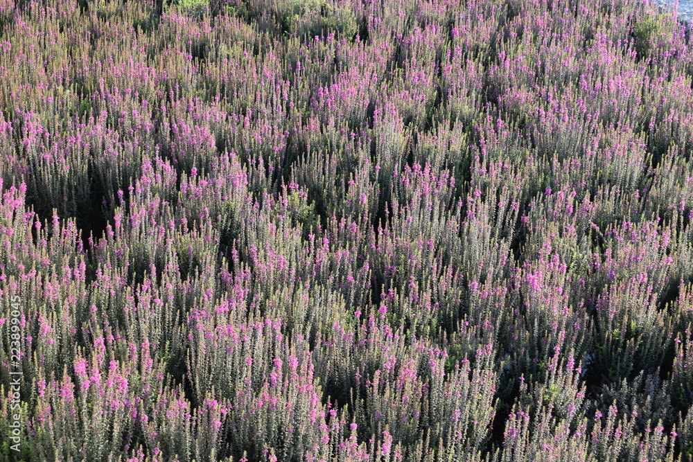 Loosestrife grass Loosestrife grass