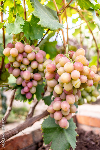 Organic white grape bunch on the vine tree. Harvest concept.