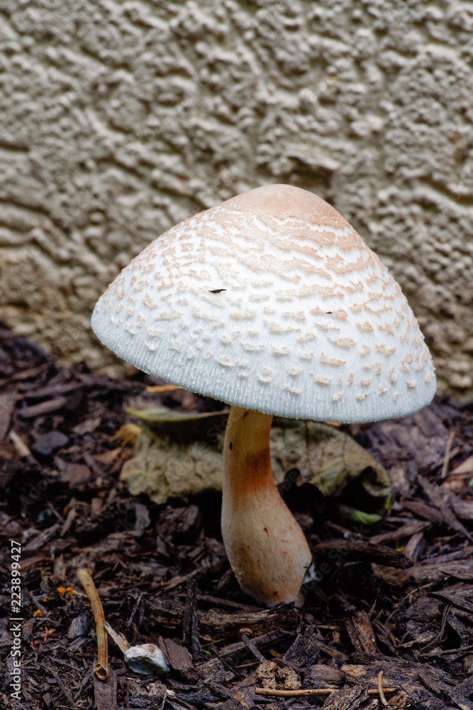 wild white mushroomgrowing outside in brown mulch wild white mushroomgrowing outside in brown mulch
