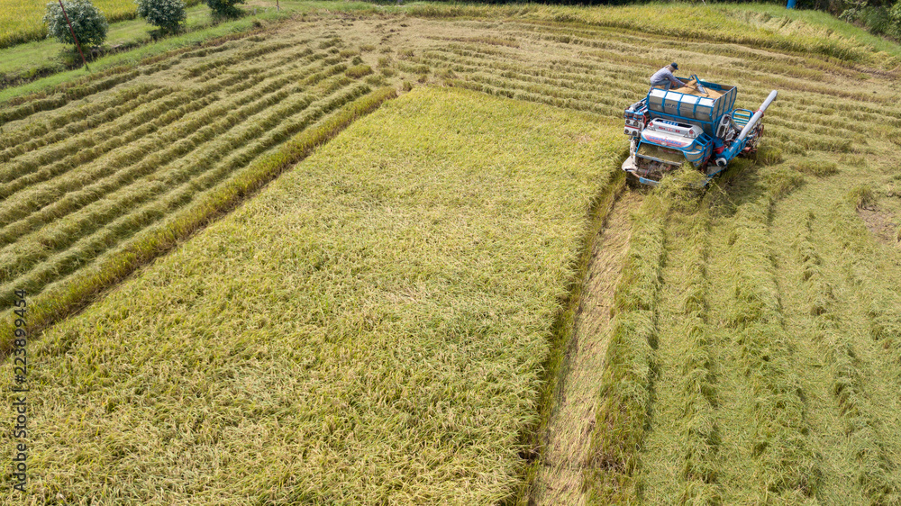 Rice farm on harvesting season by farmer with combine harvesters and tractor on Rice field plantation pattern. photo by drone from bird eye view in countryside Thailand. Rice farm on harvesting season by farmer with combine harvesters and tractor on Rice field plantation pattern. photo by drone from bird eye view in countryside Thailand.