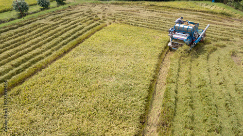 Rice farm on harvesting season by farmer with combine harvesters and tractor on Rice field plantation pattern. photo by drone from bird eye view in countryside Thailand.