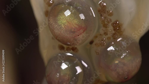 Close-up of a tadpole of the Amazon Leaf Frog (Cruziohyla craspedopus) developing within the egg membrane. It will drop into the pool below when fully developed. Blood is circulating in the gills. photo