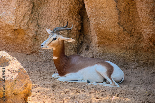 Gazelle Mhorr (species: Nanger lady mhorr) sits in shadow of rocks photo