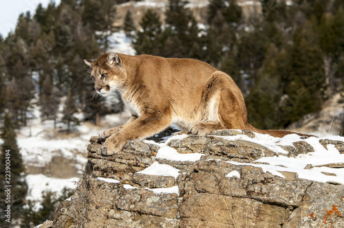 Mountain Lion on Rocky Cliff