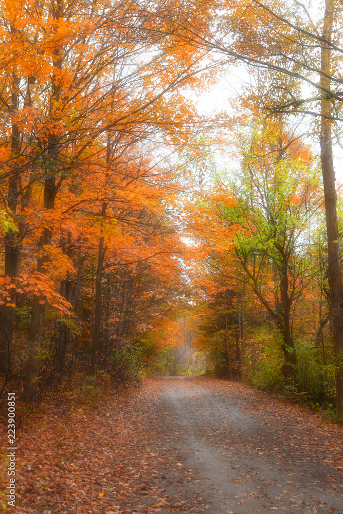Biking trail through autumn trees