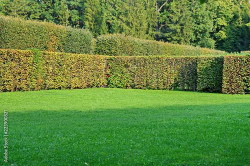 corner of a large lawn with a neatly trimmed green grass fenced hedge against the trees in a beautiful city garden on a Sunny summer day