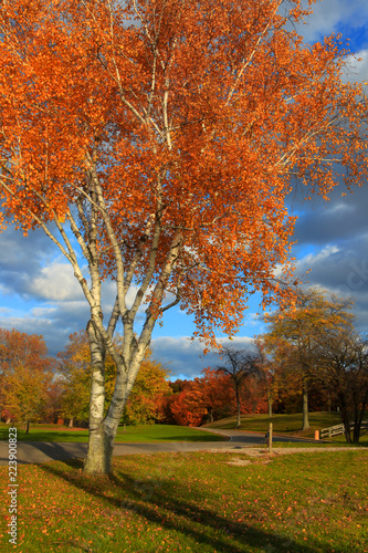 Colorful autumn tree in the park © SNEHIT PHOTO