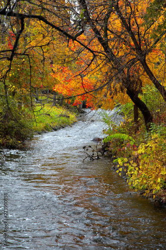Running water through autumn trees