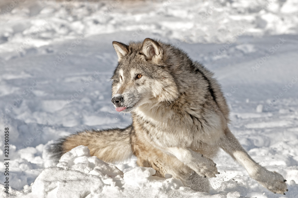 Fototapeta premium Wolf Chasing Prey in Winter