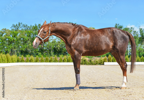 Beautiful horse, blue sky and green trees as a background. Brown horse closeup portrait, equestrian sport. Side view head shot of a thoroughbred chestnut stallion.