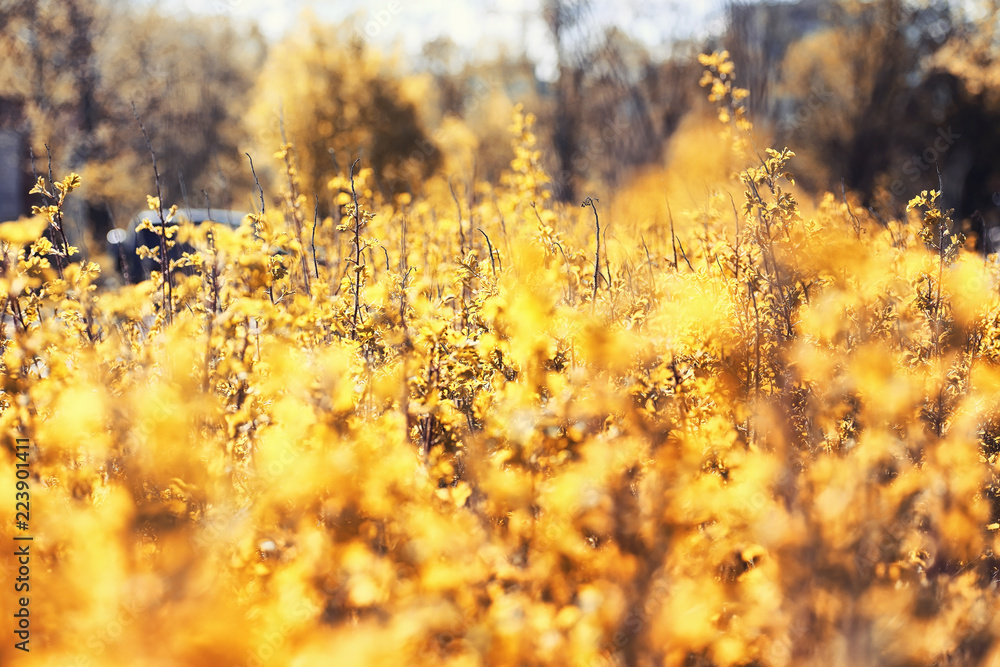 Autumn nature. Leaves and bushes with the yellow leaves in the p