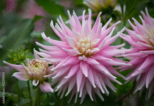Fototapeta Naklejka Na Ścianę i Meble -  Beautiful pink pastel colored Dahlia flower in a natural garden environment